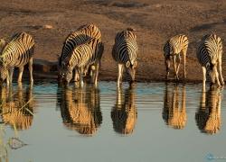 043-Namibia-zebras.jpg