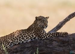 323-Namibia-kala-leo.jpg