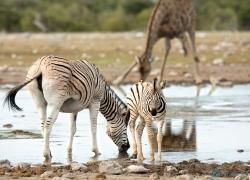 020-Namibia-Zebra.jpg
