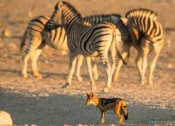 057-Namibia-schakal.jpg
