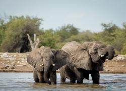 016-Namibia-Elefant.jpg