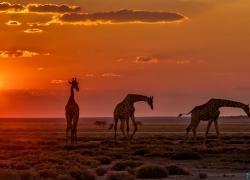 046-Namibia-giraffen.jpg