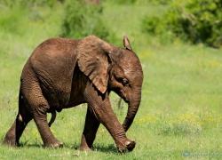 wildlife-elefant-005.jpg