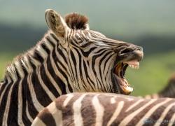 wildlife-zebra-002.jpg