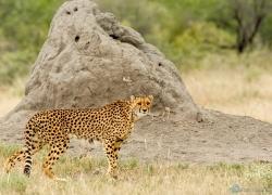 031-Namibia-Gepard.jpg