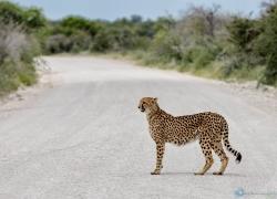 027-Namibia-Gepard.jpg
