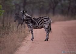 wildlife-zebra-017.jpg