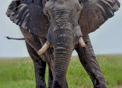 wildlife-elefant-010.jpg