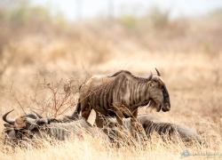wildlife-gnu-014.jpg