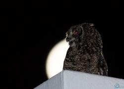 wildlife-010-eule.jpg