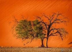 303-Namibia-sossusvlei.jpg
