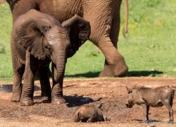 wildlife-elefant-006.jpg