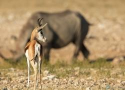 059-Namibia-springbok.jpg
