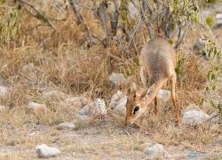 015-Namibia-Dik-Dik-.jpg