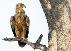 038-Namibia-raubvogel.jpg