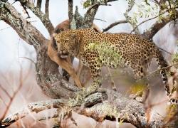 wildlife-leopard-002.jpg