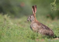 wildlife-hase-004.jpg