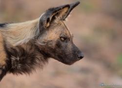 wildlife-wildhund-002.jpg