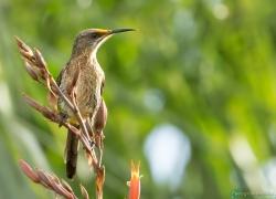 wildlife-013-sunbird.jpg