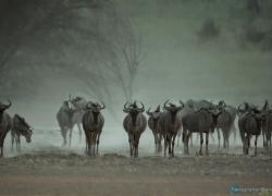 318-Namibia-kala-gnu.jpg