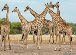 033-Namibia-Giraffe.jpg