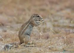 058-Namibia-erdhoernchen.jpg