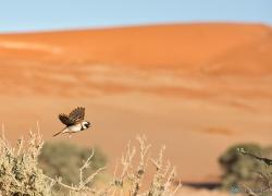 309-Namibia-sossusvlei.jpg