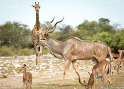 014-Namibia-Kudu-.jpg