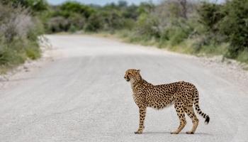 027-Namibia-Gepard.jpg