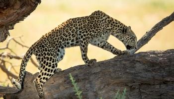 320-Namibia-kala-leo.jpg